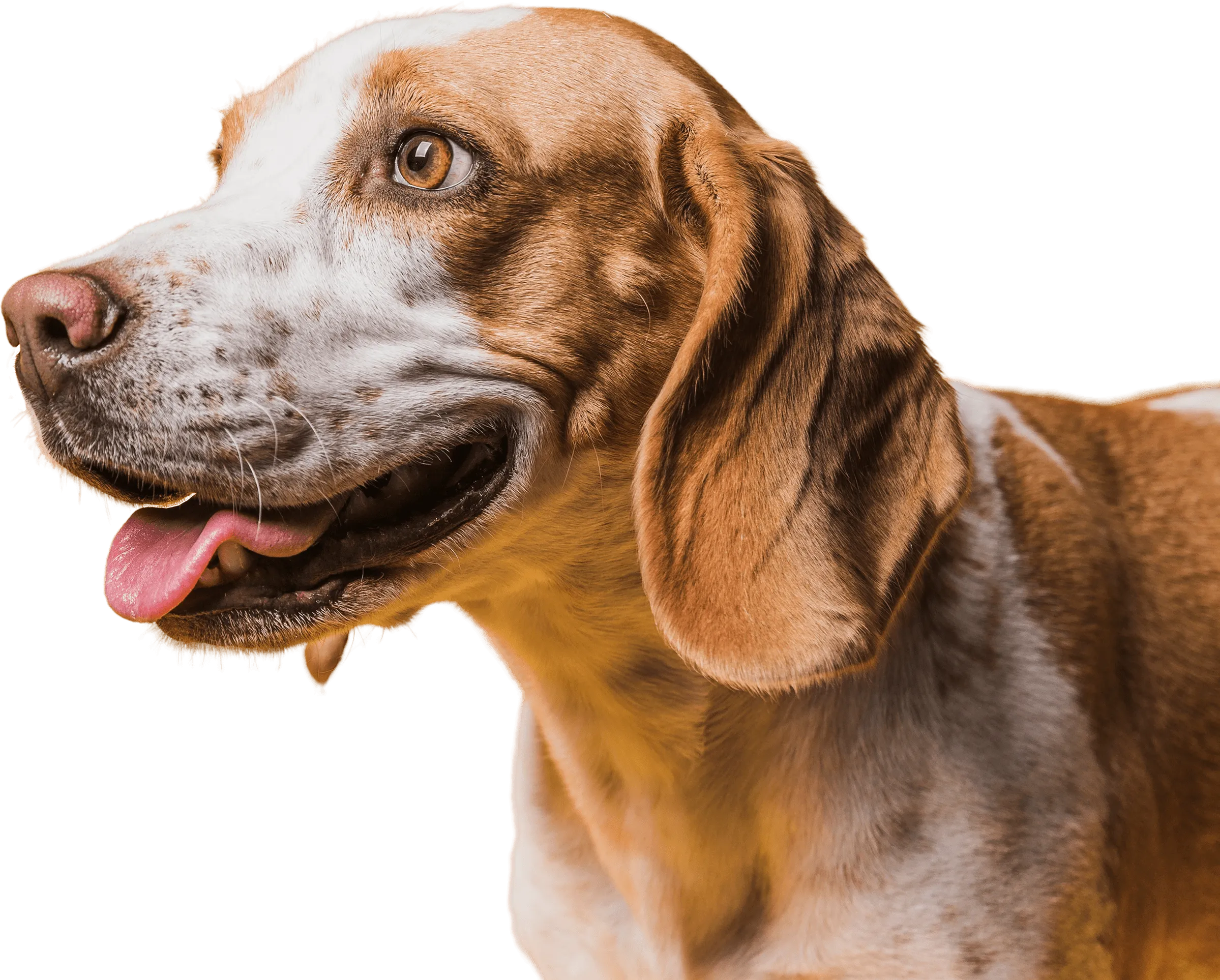 A close up of a dog with its tongue out.