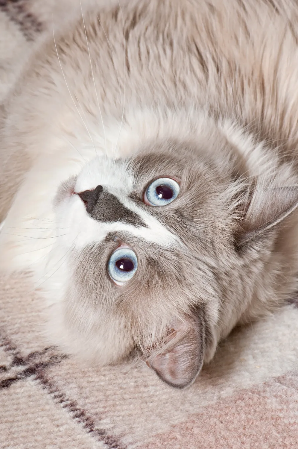A cat laying on its back on a blanket.