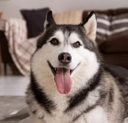 A husky dog laying on the floor with his tongue out.