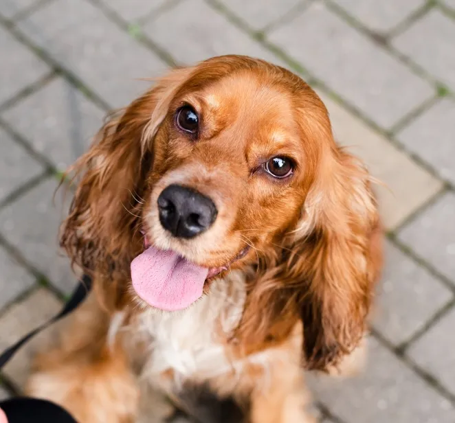 A brown and white dog sitting on top of a sidewalk.